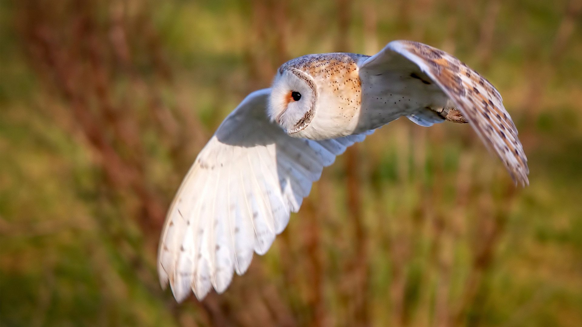 开云官网APP下载-_凯尔特人攻防两端齐发力，连续取胜_，凯尔特人强吗