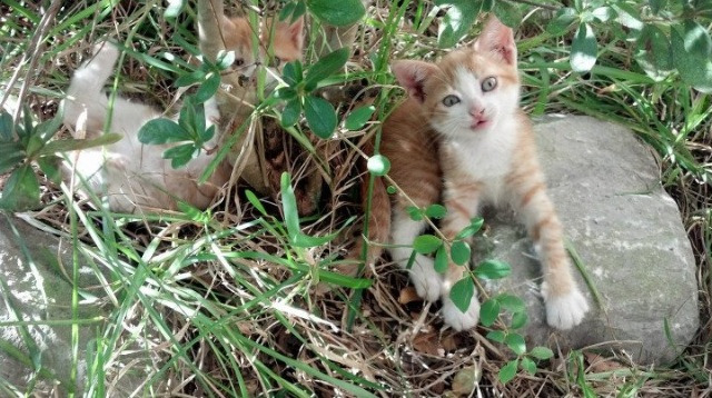 开云网站-《世界级主播阵容：带你看尽比赛精彩瞬间》，世界主播排名