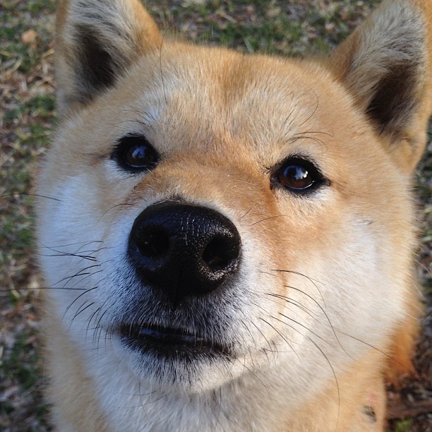 意甲联盟研究新赛制，激发比赛新活力，意甲联赛的比赛