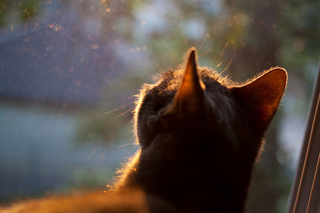 kaiyun-游戏直播平台竞争：内容创新与用户体验，游戏直播形式