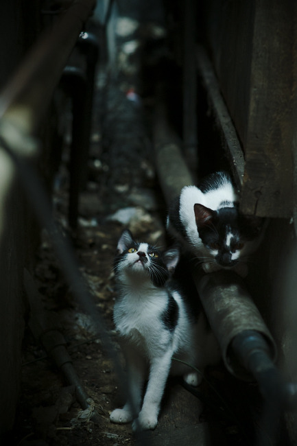 游戏直播用户行为：观看习惯与消费偏好，游戏直播 合理使用