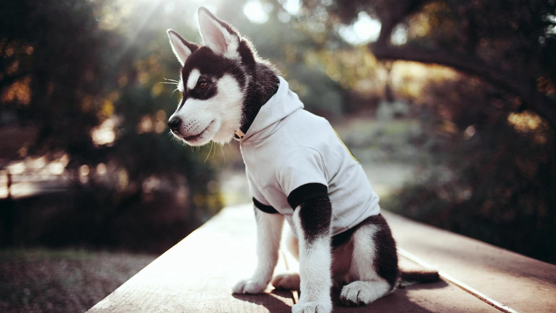 弗拉门戈季中引援助力球队,弗拉门戈昨晚比赛