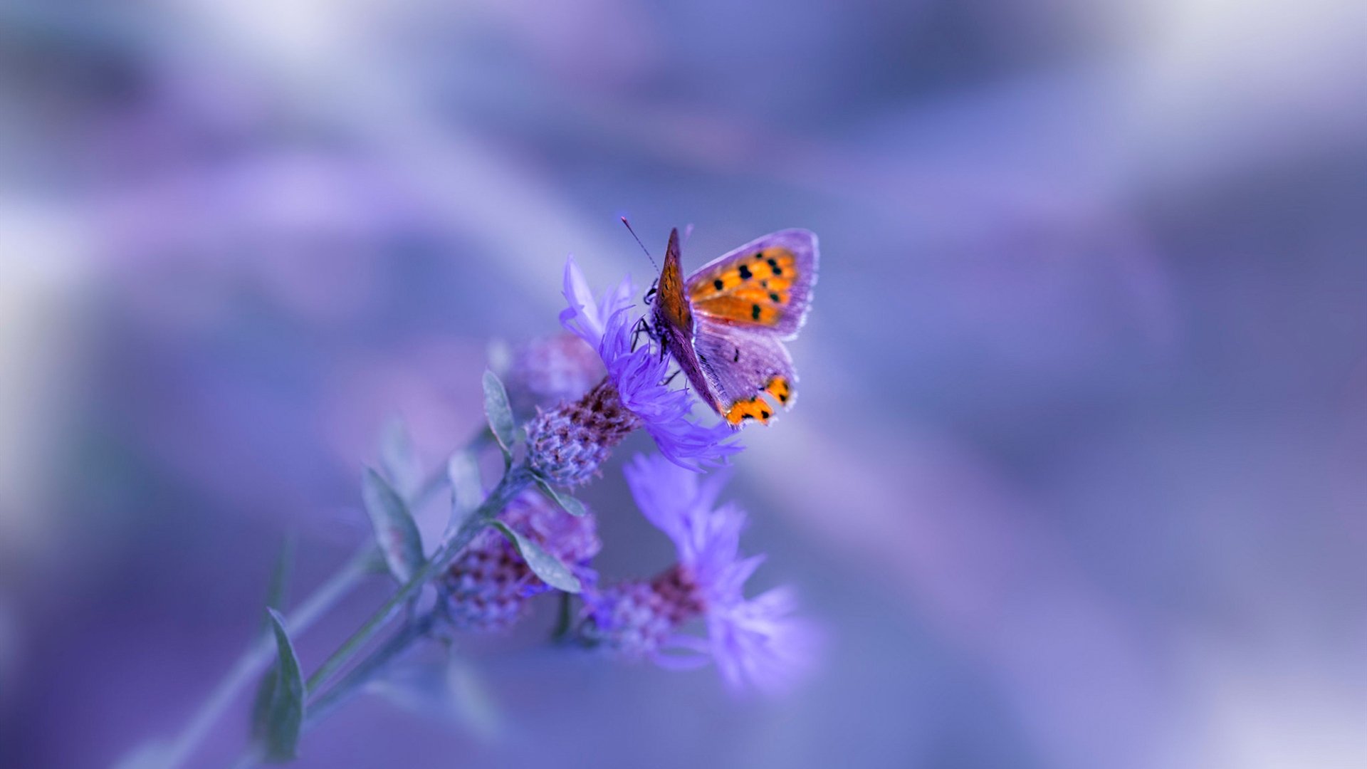 步步走高：福尔茨堡锒铛入狱德甲，福尔福德