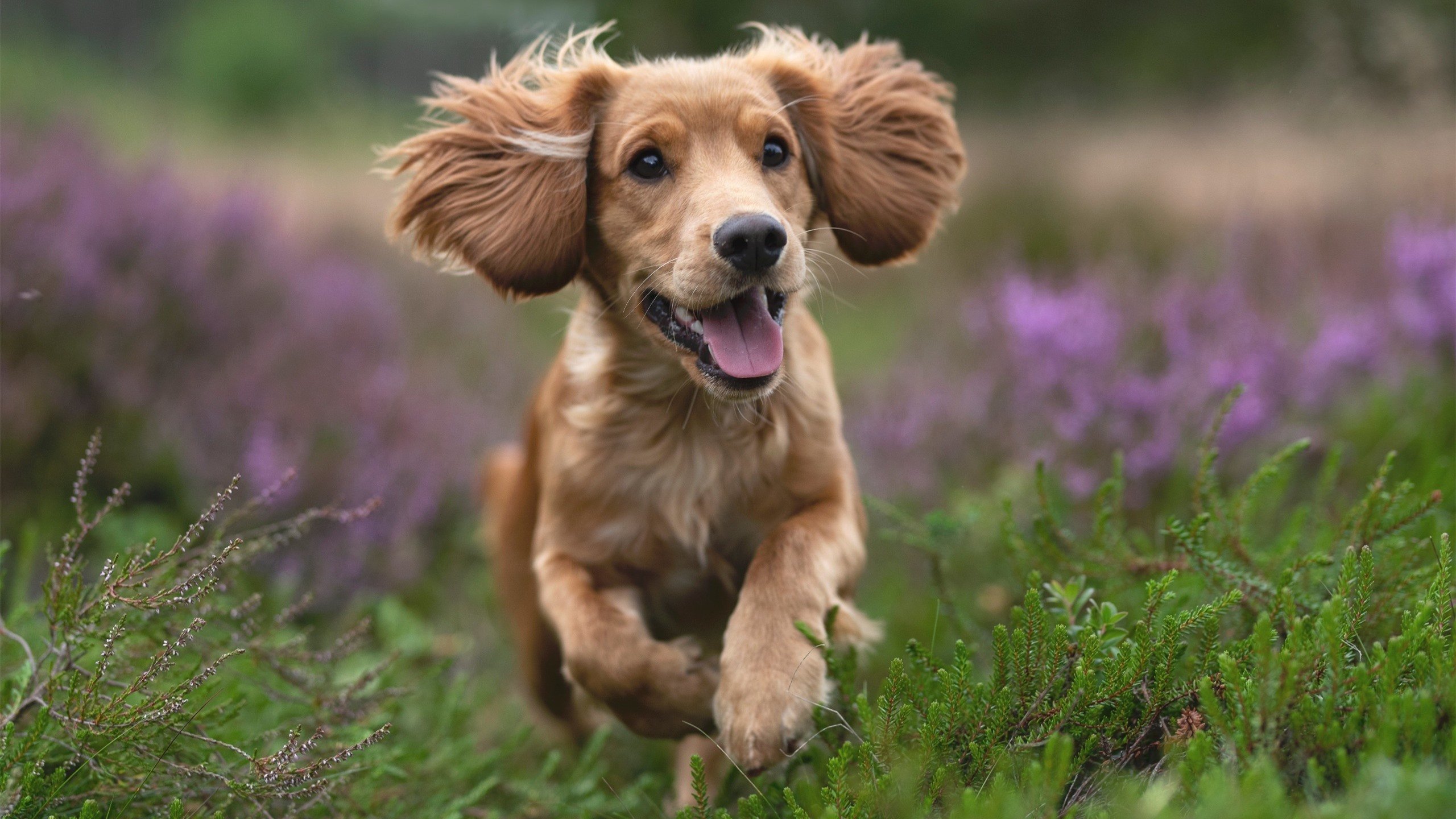 谢菲联防线漏洞频出，刀锋战士欲保级成功，谢菲联vs埃弗顿