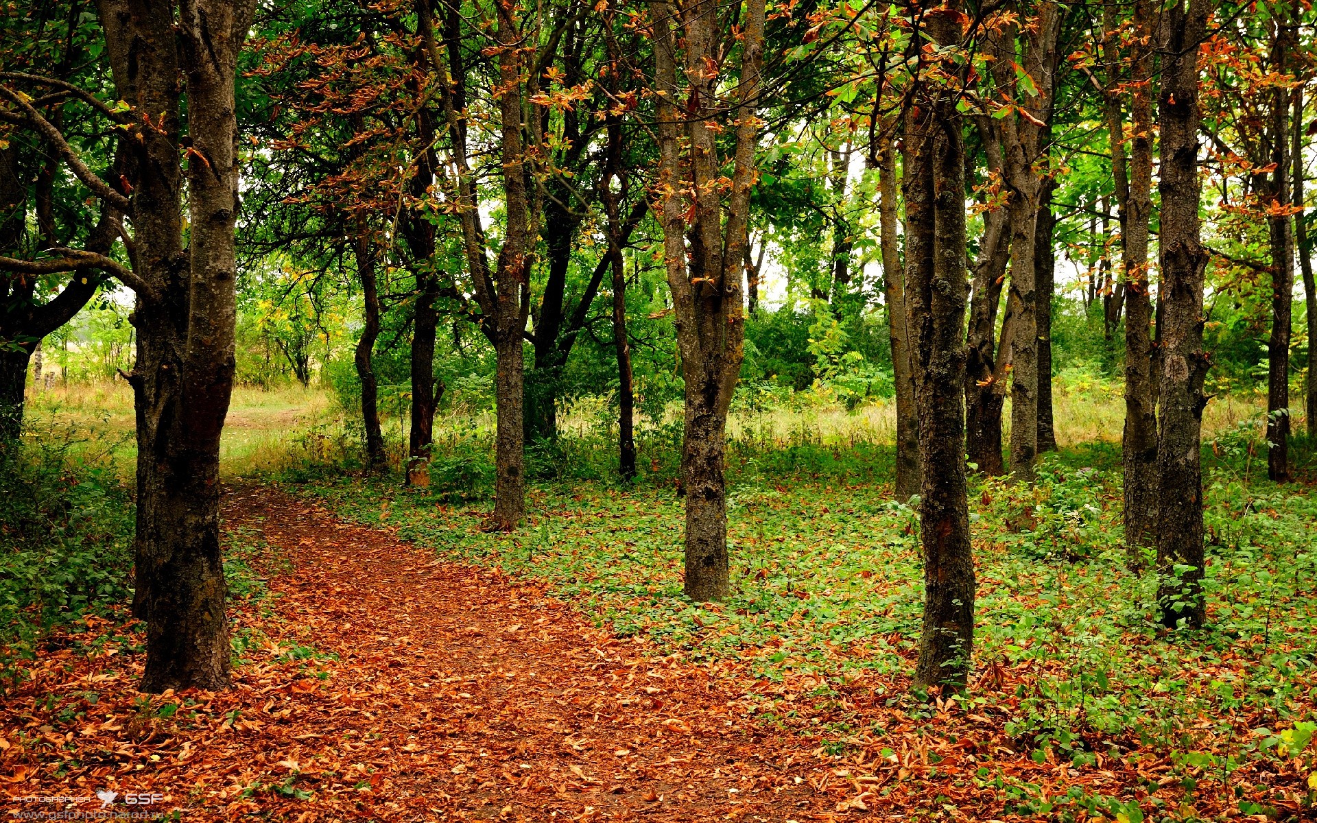 体育传媒内容对青少年体育认同的影响路径分析，媒体对体育发展的影响