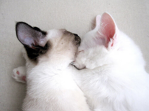 世界围棋赛赛事组织井然有序,世界围棋赛事一览