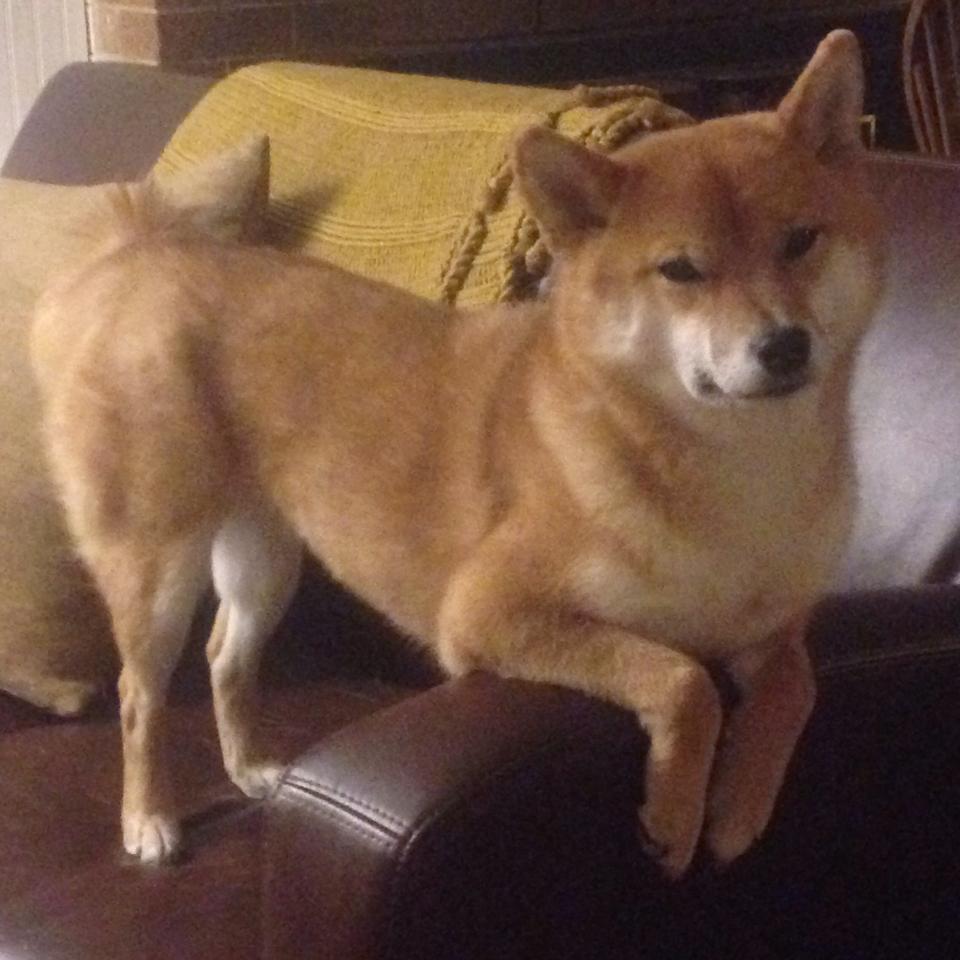 南非男子蝶泳冲刺展现爆发力,男子蝶泳奥运会