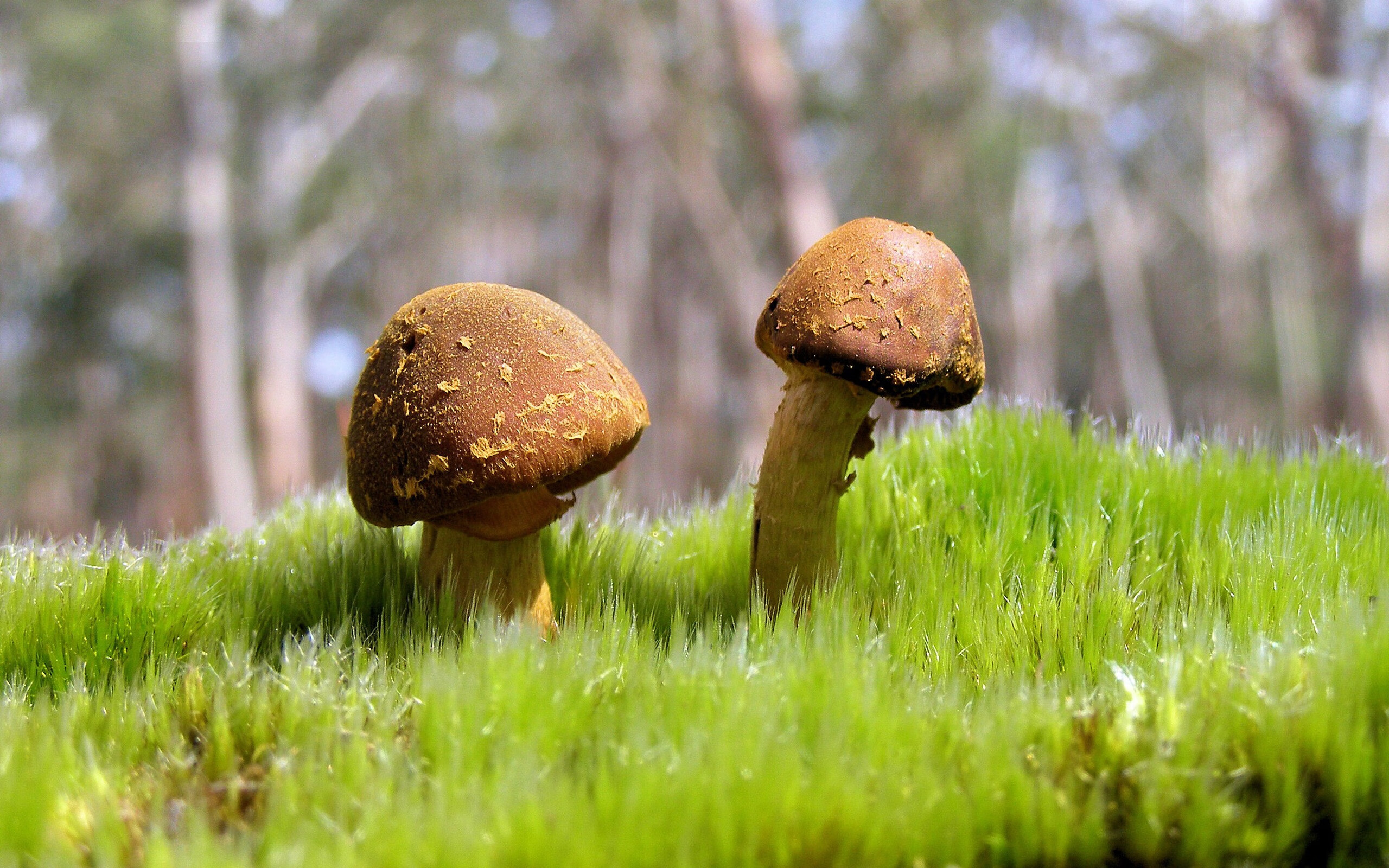 张雨霏公布恢复训练视频状态良好,张雨霏做客体坛英豪