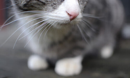 开云·体育官网-澳大利亚袋鼠队的快速进攻始终保持高效性，澳大利亚袋鼠强壮