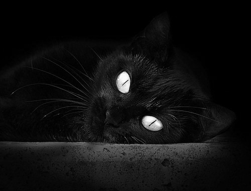 高校篮球试点双学分认证促进体育与学术融合，大学篮球选拔测试项目